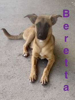 Beretta -  Mixed Breed Dog for Adoption in Pomeroy, Ohio - Beretta | PetCurious
