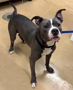 TOAD -  Pit Bull Terrier and Mixed Breed Dog for Adoption in Minneapolis, Minnesota - TOAD | PetCurious