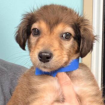 Noah -  Pomeranian and Chihuahua Dog for Adoption in Columbus, Georgia - Noah | PetCurious
