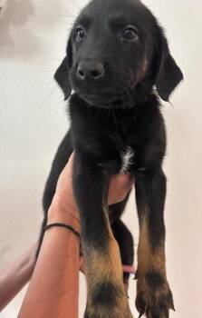 Yzma -  Labrador Retriever and Mixed Breed Dog for Adoption in Los Angeles, California - Yzma | PetCurious