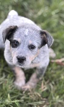 Rescue Australian Cattle Dog Blue Heeler Dogs for Adoption in La Grange, Kentucky - NELLIE | PetCurious