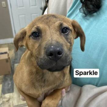 Mixed Breed Dogs Available for Adoption - Sparkle | PetCurious