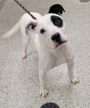 Pit Bull Terrier and Mixed Breed Dogs Available for Adoption in Kansas City, Missouri - Panache | PetCurious