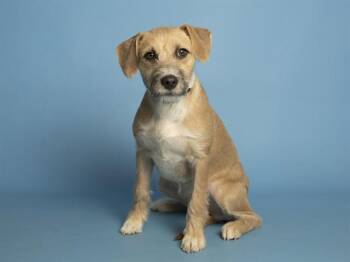 ARI -  Pit Bull Terrier and Mixed Breed Dog for Adoption in Phoenix, Arizona - ARI | PetCurious