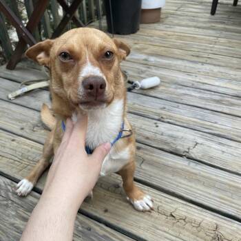 Terrier Dogs Available for Adoption - Phil D | PetCurious