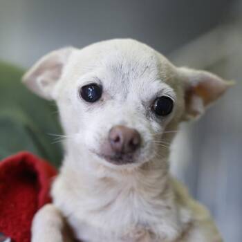 CASSIOPEIA -  Chihuahua Dog for Adoption in San Antonio, Texas - CASSIOPEIA | PetCurious