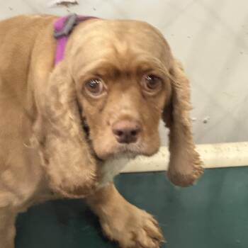 Casino-Foster Home Needed -  Cocker Spaniel Dog for Adoption in Hartland, Wisconsin - Casino-Foster Home Needed | PetCurious