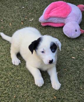 Australian Cattle Dog Blue Heeler and Australian Shepherd Dogs Available for Adoption in Apache Junction, Arizona - Cerulean | PetCurious