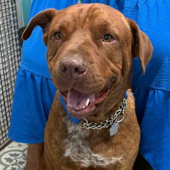 Rescue Mastiff and Mixed Breed Dogs for Adoption in Boerne, Texas - Wendell | PetCurious