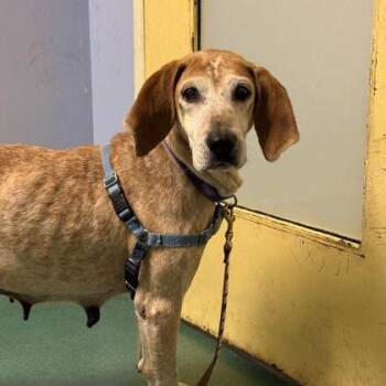 Cee -  Mixed Breed Dog for Adoption in Richmond, Virginia - Cee | PetCurious