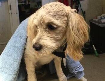 Cocker Spaniel Dogs Available for Adoption in Riverside, California - A1914524 | PetCurious