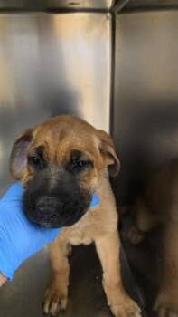 A1938366 -  Shepherd Dog for Adoption in Riverside, California - A1938366 | PetCurious