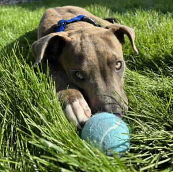 Rescue Pit Bull Terrier Dogs for Adoption in West Richland, Washington - Brownie | PetCurious