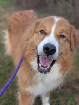 Rescue Great Pyrenees Dogs for Adoption in Lafayette Township, New Jersey - Luca | PetCurious