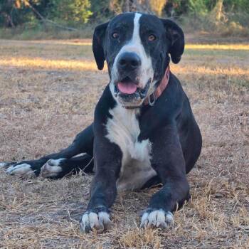 Ben -  Great Dane Dog for Adoption in Bullard, Texas - Ben | PetCurious