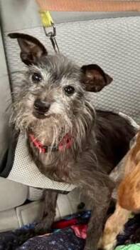 Pedro (Calif dog) -  Terrier Dog for Adoption in Creston, California - Pedro (Calif Dog) | PetCurious