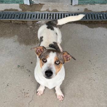 Rhinestone Cowboy -  Dachshund and Terrier Dog for Adoption in Carencro, Louisiana - Rhinestone Cowboy | PetCurious