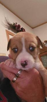 Shepherd and Mixed Breed Dogs Available for Adoption in Morton Grove, Illinois - Janice | PetCurious