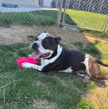 KATRINA -  American Staffordshire Terrier Dog for Adoption in Lawrence, Indiana - KATRINA | PetCurious