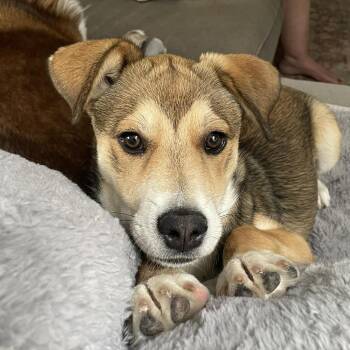 Lark -  Mixed Breed Dog Available for Adoption in Olathe, Kansas - Lark | PetCurious
