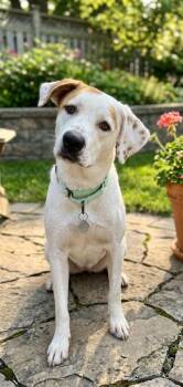 **ROBYN** -  Labrador Retriever and Hound Dog for Adoption in North Prairie, Wisconsin - **ROBYN** | PetCurious
