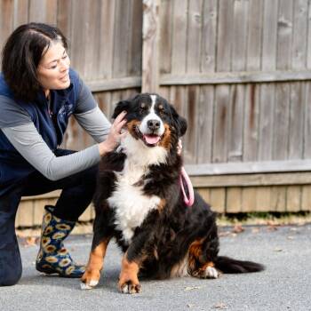 Rescue Bernese Mountain Dog Dogs for Adoption in Chester Springs, Pennsylvania - Aspen | PetCurious