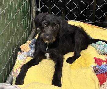 Labrador Retriever and Wire Fox Terrier Dogs Available for Adoption in Broomfield, Colorado - Corbetrent / | PetCurious