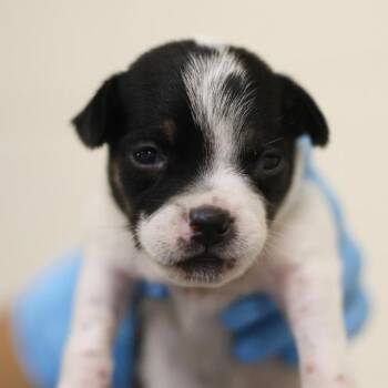 FROST -  Terrier Dog for Adoption in San Antonio, Texas - FROST | PetCurious