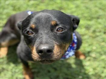RACCOON -  Rottweiler Dog for Adoption in Tulsa, Oklahoma - RACCOON | PetCurious