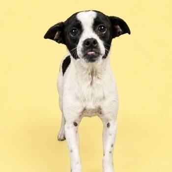 Chihuahua Dogs Available for Adoption in Concord, North Carolina - Waldorf | PetCurious