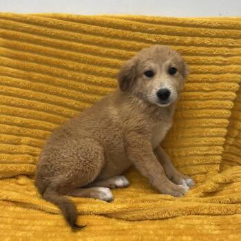 Roar -  Retriever and Shepherd Dog for Adoption in Kanab, Utah - Roar | PetCurious