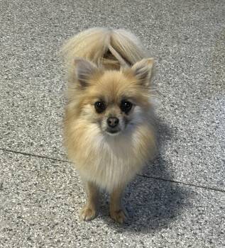 Pomeranian Dogs Available for Adoption in Antwerp, Ohio - Princess 7.6 Lbs  | PetCurious