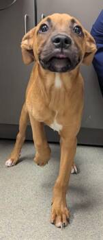 RINGO -  Boxer and Mixed Breed Dog for Adoption in Ontario, California - RINGO | PetCurious