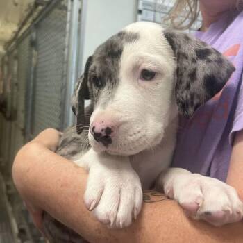 Sky -  Great Dane and Labrador Retriever Dog for Adoption in Driggs, Idaho - Sky | PetCurious
