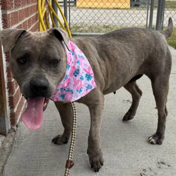 Mixed Breed Dogs Available for Adoption in Edwardsville, Illinois - Delhi | PetCurious