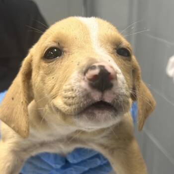 Bloom -  Mixed Breed Dog for Adoption in Summerville, South Carolina - Bloom | PetCurious
