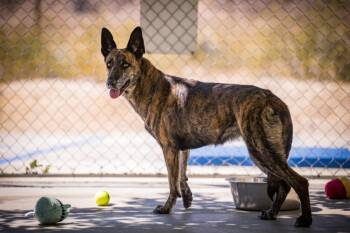 Eevie -  Belgian Shepherd Malinois Dog Available for Adoption in Twentynine Palms, California - Eevie | PetCurious