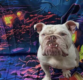 Rescue Bulldog Dogs for Adoption in Las Vegas, Nevada - Goblin | PetCurious