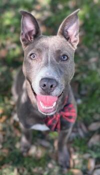 Rescue Pit Bull Terrier and Mixed Breed Dogs for Adoption in Texas City, Texas - DIVER | PetCurious