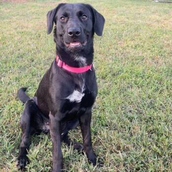 Labrador Retriever Dogs Available for Adoption - Koda | PetCurious