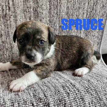 Spruce -  Chihuahua Dog for Adoption in Hillsborough, North Carolina - Spruce | PetCurious