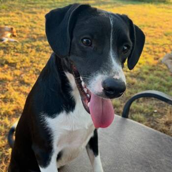 Little Mac -  Australian Cattle Dog Blue Heeler Dog for Adoption in Krum, Texas - Little Mac | PetCurious