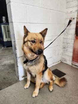 German Shepherd Dog and Mixed Breed Dogs Available for Adoption in San Bernardino, California - LACEY | PetCurious