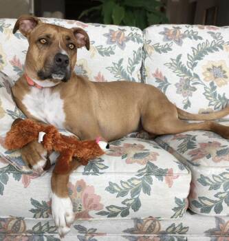 Rescue Boxer and Hound Dogs for Adoption in Longview, Texas - Stewie | PetCurious