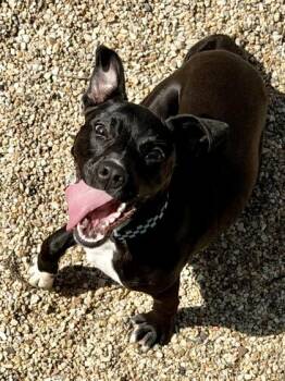 Tommy Pickles -  Pit Bull Terrier and Mixed Breed Dog for Adoption in Kansas City, Missouri - Tommy Pickles | PetCurious