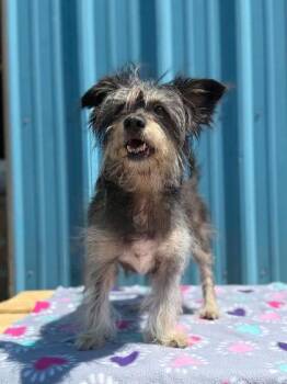 Marlee -  Terrier and Mixed Breed Dog for Adoption in Visalia, California - Marlee | PetCurious