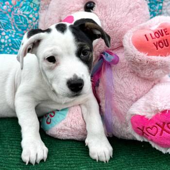 Jack Russell Terrier and Terrier Dogs Available for Adoption in Fairfield, Connecticut - Star | PetCurious