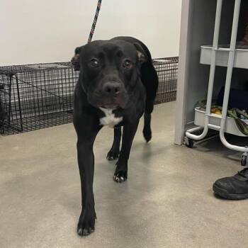 Momo -  Pit Bull Terrier Dog for Adoption in Des Moines, Iowa - Momo | PetCurious