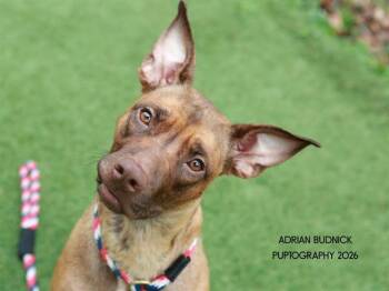 Santana -  Mixed Breed Dog for Adoption in Nashville, Tennessee - Santana | PetCurious