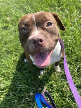 Rescue Pit Bull Terrier Dogs for Adoption in Burlington, New Jersey - Marceline | PetCurious